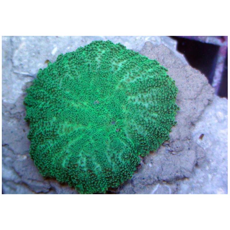 Corali verzi Discosoma sp. - imagine 4